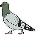 controle-de-pombos
