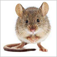 rato-domestico